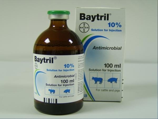 Buy-BAYTRIL-Online-1.jpeg