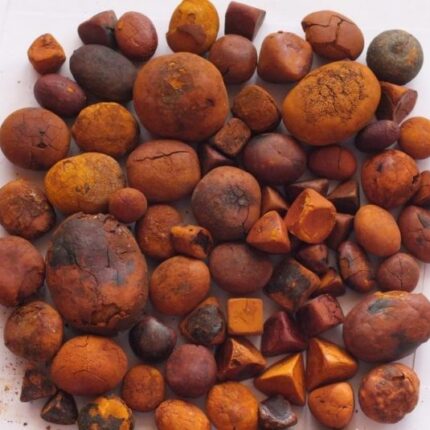 Natural cow gallstone or ox gallstone supplied by Equine Pharma World with product origin documentation.